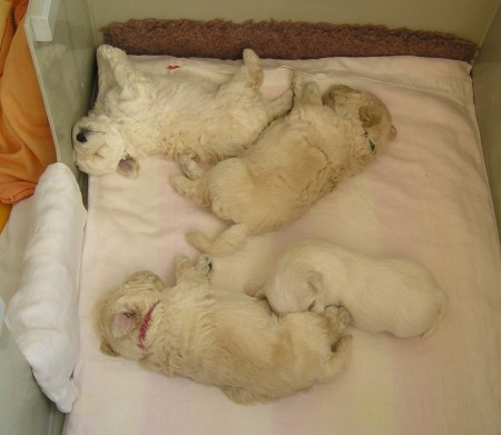 23. den stateční bojovníci znaveni po stříhání drápků